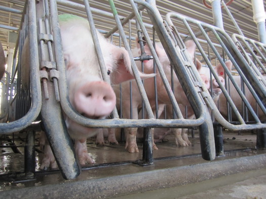PHOTO: Three groups are suing the FDA over their approval of new combinations of growth enhancing drugs to be administered to millions of animals raised for food, including pigs. Photo courtesy Humane Society of the United States.