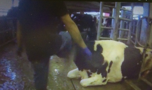 PHOTO: A dairy supplier for an Ohio cheese company is shown kicking a cow in an undercover video shot on a Wisconsin dairy farm. Photo courtesy of Mercy for Animals.