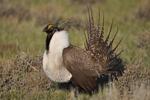 PHOTO: A new poll shows 90 percent of Montana hunters surveyed back protection of greater sage-grouse habitat. The U.S. Fish and Wildlife Service will decide next year if the species will be listed under the Endangered Species Act. Photo credit: Jeannie Stafford/USFWS