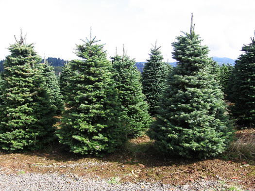 PHOTO: When it comes to Christmas trees, the trend in recent years has been an uptick in folks choosing 
