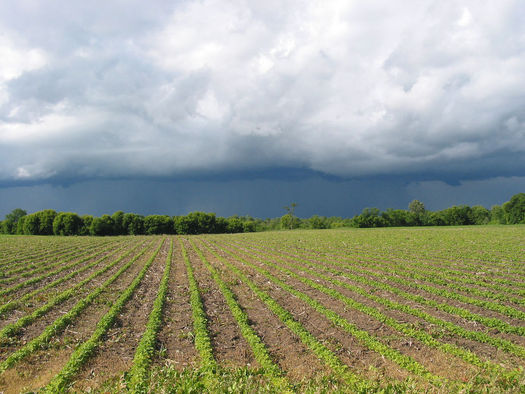PHOTO: The nation's crop insurance program has gone from safety net to a farm policy disaster, according to a new series of white papers from the Land Stewardship Project. Photo credit: Paul Schultz/Flickr.