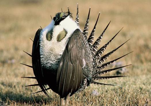 PHOTO: Small towns and communities in Montana have an economic stake in what happens to the Greater sage-grouse, according to Montana State Rep. Bridget Smith (D-Wolf Point). Photo courtesy of the U.S. Forest Service