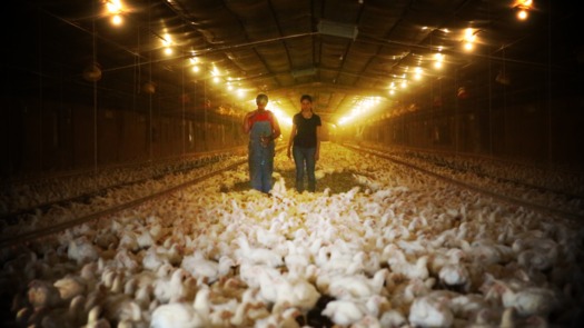 Photo: Farmer Craig Watts and Leah Garces with the group Compassion in World Farming survey Watts' chickens he raises as a contractor for Perdue Farms. Photo courtesy: Compassion in World Farming