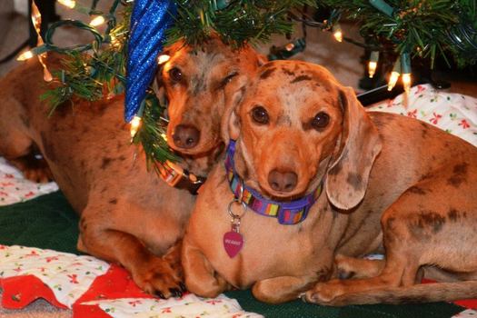 PHOTO: From the Christmas tree, to the tinsel, to a houseful of guests, the holidays pose many potential dangers for curious pets, so their owners are advised to take some simple precautions to keep them safe. Photo credit: Amy Schneider.