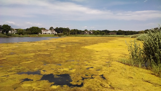 PHOTO: Advocates say weekly water-quality reports produced action and major funding to attack problems such as this algae bloom in East Hampton. Credit: M. Lindberg of TNC