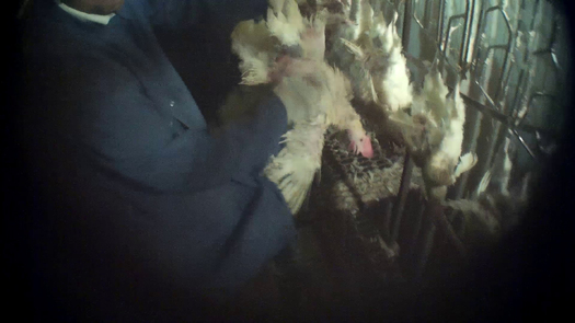 PHOTO: An undercover investigation by the Humane Society of the United States at a Minnesota slaughterhouse uncovered alleged abuse of 