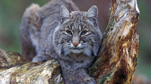 PHOTO: The Idaho Conservation League is exploring ways to protect pets and non-target species getting caught in traps. Trapping has become more popular in Idaho because of demand for fur from Asia, with bobcat pelts bringing around $400. Photo courtesy U.S. Fish and Wildlife Service.