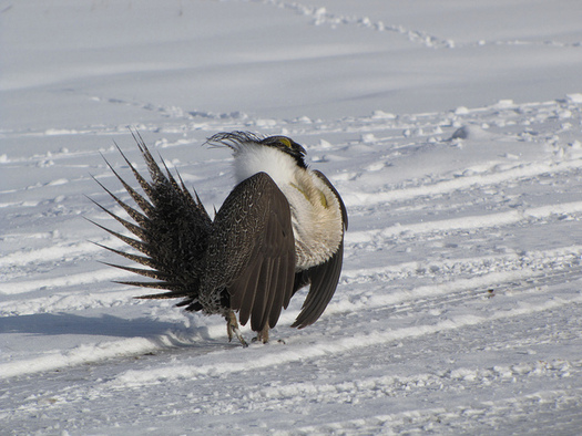 PHOTO: A one-year delay in a decision about whether the greater sage-grouse is listed under the Endangered Species Act has been hotly debated, ever since the extension showed up as a rider in the federal spending bill. Photo credit: Bryant Olsen/Flickr Creative Commons