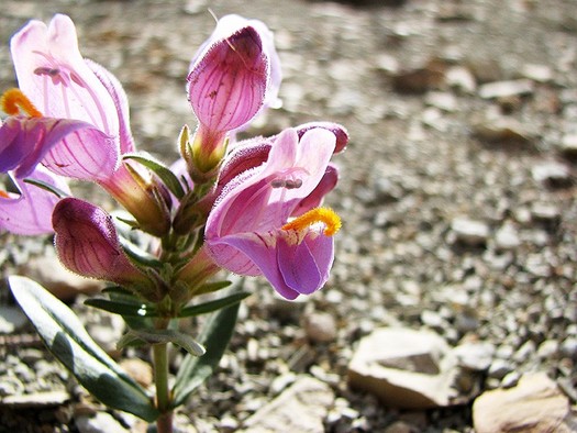 PHOTO: Conservationists claim the Graham's beardtongue is one of the rare wildflower species at risk of extinction if not granted Endangered Species Act protection. It grows only in parts of Colorado and Utah. Photo credit: Kevin Megown, U.S. Forest Service.