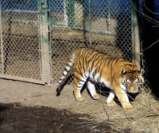 PHOTO: Under Senate Bill 226, exhibitors and breeders of such animals as bears, wild cats and wolves would be required to obtain a state permit that includes annual inspections. Photo credit: J. Durham/Morguefile.