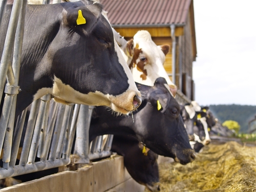 PHOTO: A so-called ag-gag law that's being challenged in Idaho and Utah has been introduced as legislation in Washington. It prohibits people from audio or video taping in agricultural production facilities without the owner's written permission.  Photo credit: derausdo/FeaturePics.com
