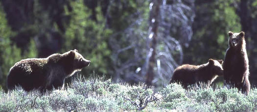 PHOTO: A decision to allow up to 15 grizzly bears to be killed in Grand Teton National Park and the Upper Green River area is at least 15 too many, according to paperwork filed for a lawsuit. Photo courtesy of the National Park Service.