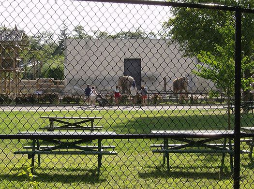 PHOTO: Ruth and Emily, elephants at New Bedfords Buttonwood Park Zoo in this 2006 photo, are at the center of continuing claims of abuse leveled by an animal-rights organization. Photo credit: LGagnon/Wikimedia Commons