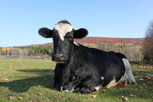 PHOTO: Taxpayer-funded farm animal abuse is at the center of public outrage, and an investigation regarding what has been happening at a USDA Meat Research Center in Nebraska. Photo credit: Farm Sanctuary.