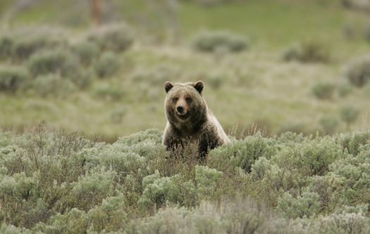 PHOTO: Federal approval for the killing of up to 15 grizzly bears in two areas of northwestern Wyoming is going too far, according to a planned lawsuit to protect the grizzlies. Photo courtesy of the National Park Service.