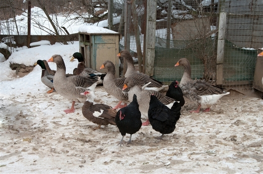 PHOTO: The Washington State Department of Agriculture says the avian influenza outbreaks it has found so far have been concentrated in flocks where wild birds and domesticated chickens mingle. Photo credit: kromeshnik/FeaturePics.com.