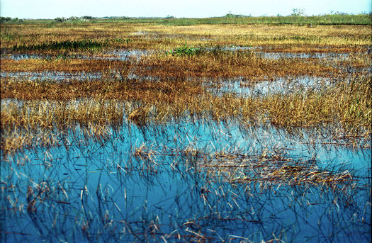 PHOTO: The famed River of Grass is seen in this depiction, Everglades57(js) by Jerzystrzelecki. Restoring the Everglades is one of Florida's top environmental priorities, says Gov. Rick Scott. Photo credit: Jerzystrzelecki, CC BY 3.0, Wikimedia Commons. 