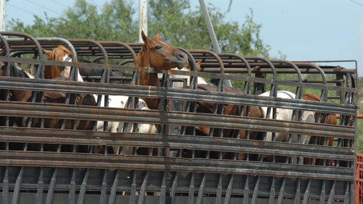 PHOTO: The Humane Society of the United States wants Congress to ban the sale and transportation of horses abroad for human consumption such as these being moved into Mexico. Photo courtesy Kathy Milani/The HSUS.