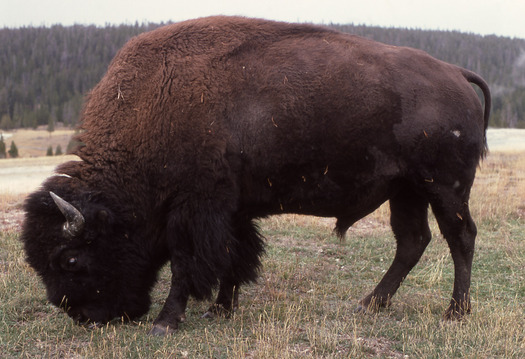 PHOTO: There's a march and candlelight vigil tonight in Gardiner to show support preservation of bison herds in Yellowstone National Park. Photo courtesy of National Park Service.