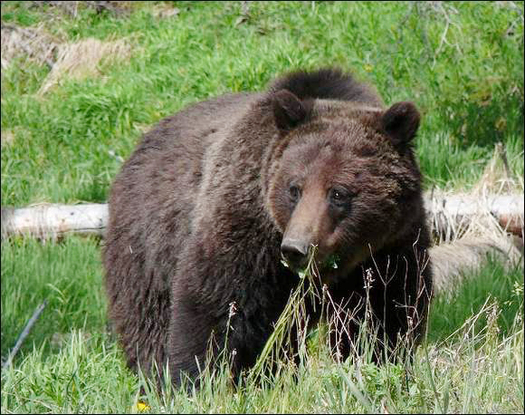 PHOTO: A grizzly bear is a rare sight, and even rarer in the North Cascades, where the last reported sighting was in 2010. Federal agencies are seeking public input as they determine how to increase grizzly numbers in an area that used to be prime habitat for the bears. Photo courtesy Washington Dept. of Fish and Wildlife