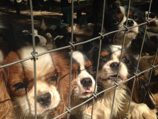 PHOTO: These puppies were found at a farm owned by an American Kennel Club Breeder of Merit, and were allegedly suffering from health problems, overcrowding and unsanitary conditions at the time this photo was taken. Photo credit: Humane Society of the United States.