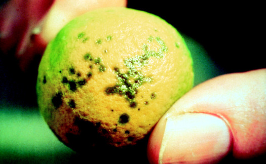 PHOTO: Citrus fruit infected with canker is too unsightly to be sold, and the bacterium that causes it weakens the trees and makes their leaves and fruit drop prematurely. Photo courtesy of  http://www.aphis.usda.gov