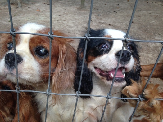 PHOTO: The dogs pictured here were found at a farm owned by an American Kennel Club 