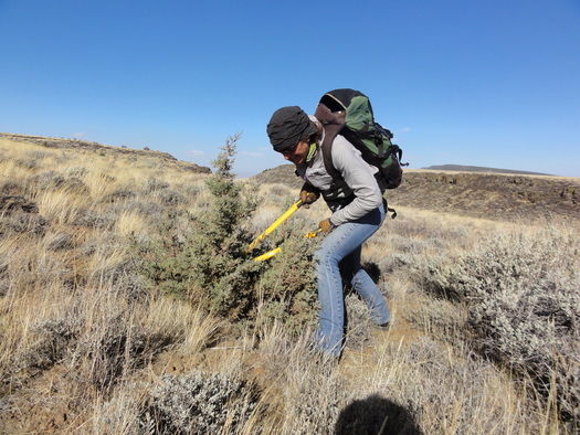 PHOTO: Sara Domek of Backcountry Hunters and Anglers helps chop down juniper on Hart Mountain in Lake County. Oregon has managed to clear an estimated 68 percent of the invasive conifers, which crowd out native sagebrush and threaten sage-grouse habitat. Photo credit: Nick Dobric, Oregon Backcountry Hunters and Anglers.