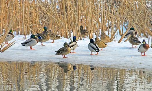 PHOTO: With so much ice on Michigan waterways, ducks have been forced to compete for food, resulting in malnourishment for many. Photo credit: koan/morguefile. 