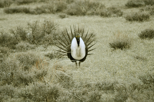 PHOTO: Greater sage-grouse are among the stars of the North American Wildlife and Natural Resources Conference today, where success stories are being shared about preserving their habitat. Photo credit: U.S. Fish and Wildlife Service