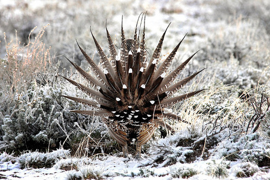 PHOTO: At a national wildlife conference this week in Nebraska, states such as Colorado can tout their progress in restoring sage-grouse habitat on private and public land. Photo courtesy U.S. Fish and Wildlife Service.