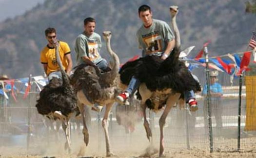 PHOTO: Cruel or fun? Protesters at this weekend's annual Chandler Chamber Ostrich Festival say they believe the ostrich races are harmful to the animals and dangerous for human riders. Photo courtesy Chandler Chamber of Commerce.