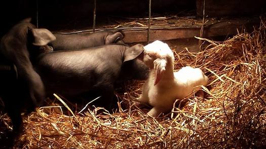 PHOTO: The number of farms in Iowa continues its downward trend; the USDA reports another 500 were lost from 2013 to 2014, but the state has an enthusiastic crop of beginning farmers. Photo courtesy of Lucky George Farm.