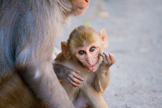 PHOTO: The alleged secrecy behind a proposed monkey breeding facility has some residents of Hendry County concerned for public safety. A lawsuit filed by residents who claim they were left out of the decision-making process is now moving forward. Photo Credit: Garret Ziegler.