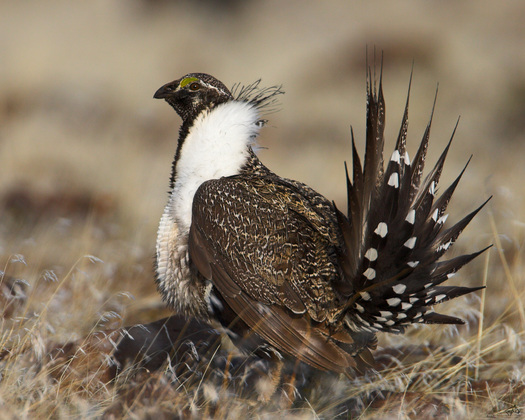 PHOTO: Wyoming's state-led plans to keep the greater sage-grouse off the endangered species list will be highlighted at the North American Wildlife and Natural Resources Conference today. Photo credit: U.S. Fish and Wildlife Service