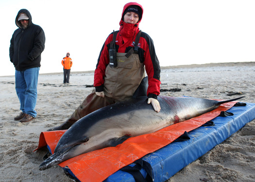 PHOTO: Hundreds of marine mammals are stranded on beaches in Massachusetts and around the country, and groups are asking Congress to restore critical funding to rescue them. Photo credit:  J. Cumes/Int'l. Fund for Animal Welfare 