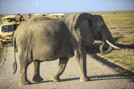 PHOTO: U.S. wildlife agencies and animal rights groups are working to help prevent poaching half a world away. As the African elephant population dwindles, the U.S. plans to strengthen its ban on importing and purchasing ivory. Photo credit: Copyright K. Branon/IFAW; used with permission.