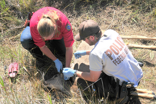 PHOTO: Minnesota may increase the penalties for poaching, with a proposal for the most egregious cases to include felony charges and the revocation of hunting and fishing privileges for 10 years. Photo courtesy U.S. Fish and Wildlife Service/Flickr.