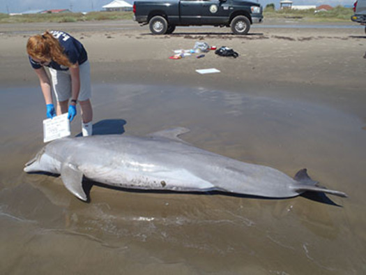 PHOTO: One thousand bottlenose dolphins have been found dead in an area stretching from the Florida Panhandle to the Texas-Louisiana border in the five years since the BP oil spill. Photo Credit: Courtesy Louisiana Department of Wildlife and Fisheries.