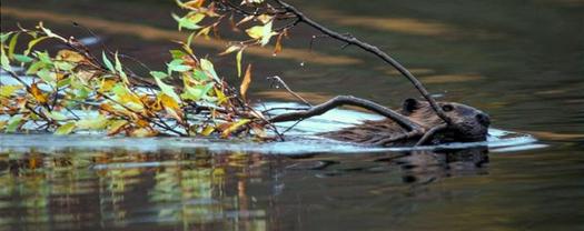 PHOTO: Beavers are busy in the Snohomish watershed, as they're being relocated to higher elevations where their dam-building skills help moderate stream flow and provide better habitat for salmon and other fish. Photo courtesy Beavers Northwest.