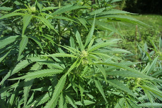 PHOTO: While several groups are working to legalize marijuana in one way or another in Ohio, a new Quinnipiac University poll finds most Ohio voters favor legalization of marijuana for medicinal purposes, and more than half support legalization for recreational use. Photo credit: Petr Broz/Wikimedia.