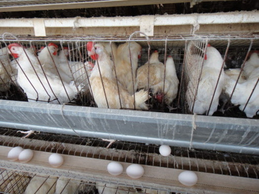 PHOTO: Hilton Worldwide will begin to eliminate the use of cages for egg-laying hens and gestation crates for breeding pigs from its global supply chain. Photo Credit: The Humane Society of the United States.