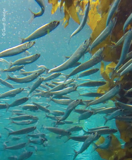 PHOTO: Sardine fishing on the West Coast is officially ending, over concerns that overfishing the species is affecting the food supply for predators such as sea lions. Photo credit: Geoff Shester, Oceana.