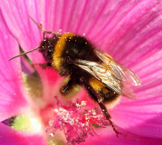 PHOTO: Environmental groups and beekeepers are in court this month in California, challenging state and federal regulators' approvals of pesticides the groups say are harmful to bees. Photo courtesy of Pesticide Action Network.