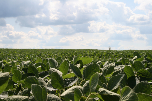 PHOTO: The EPA is being taken to court over its approval of an herbicide for use on genetically-engineered soybean and corn crops in North Dakota and 14 other states. The plaintiffs say Enlist Duo poses a threat to human health and endangered species. Photo credit: Jason Ippolito/Flickr.