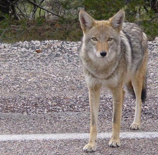 PHOTO: Animal-rights advocates say legislation pending in Albany won't cure local coyote problems. Instead, they predict ending a ban on live-restraint cable traps will subject many animals to torture. Photo credit: Marya/Flickr.
