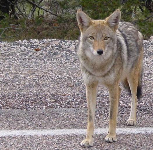 NY Lawmakers Take Up Bill to Allow Snare Type Animal Traps / Public News  Service