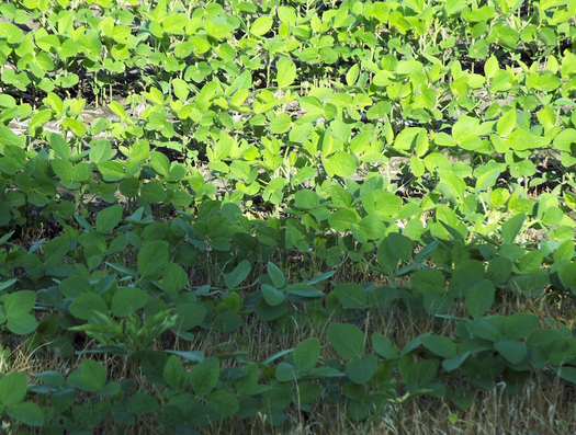 PHOTO: The U.S. Environmental Protection Agency (EPA) is being taken to court over its approval of an herbicide for use on genetically-engineered soybean and corn crops in Iowa and 14 other states. The plaintiffs allege the Dow AgroSciences product, Enlist Duo, poses a threat to human health and to endangered animal species. Photo credit: Jo Naylor/Flickr.