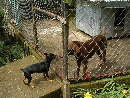 PHOTO: Experts say the H3N2 strain of canine influenza is highly contagious and can spread rapidly in situations where animals are in close contact with each other. Photo credit: puravida/morguefile. 