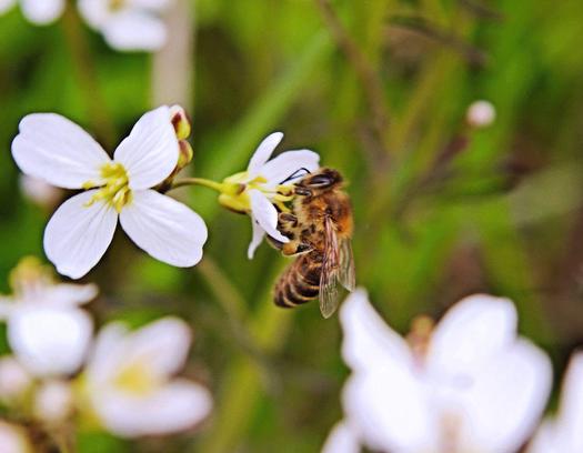 PHOTO: The University of Tennessee Extension estimates Tennessee's bee population has declined by as much as 50 percent in recent years. Photo credit: Butkovicdub/Morguefile.